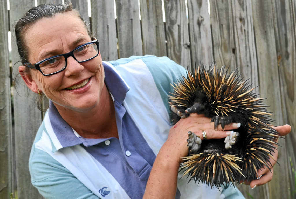 READY TO ROAM: Warwick-based wildlife carer Maggie Hughes from Woop Woop Wildlife Rescue with Treacle, a female echidna rescued a month ago. READY TO ROAM: Warwick-based wildlife carer Maggie Hughes from Woop Woop Wildlife Rescue with Treacle, a female echidna rescued a month ago.